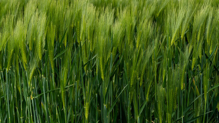 Obraz premium Wheat field showing tall green plants swaying gently under the breeze in sunlight during a warm afternoon in spring