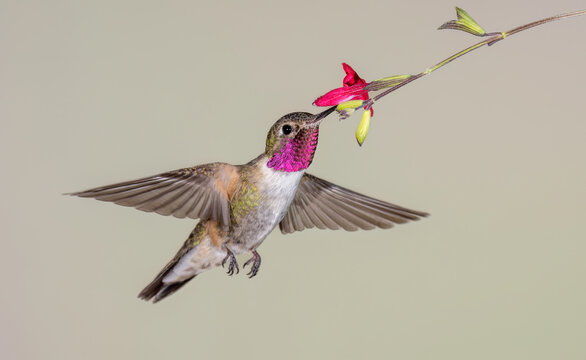 Broad-tailed Hummingbird (Selasphorus platycercus)
