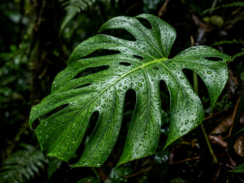 Close-up of a Lush Green Monstera Leaf with Raindrops in a Tropical Rainforest
