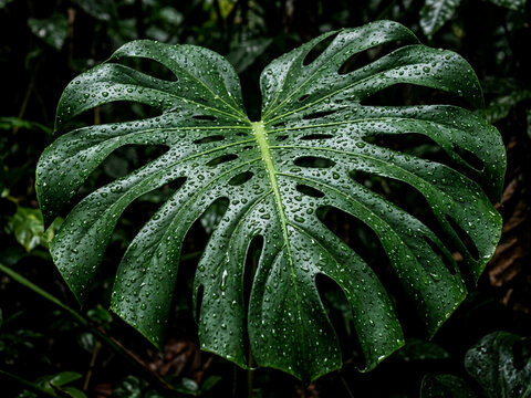 Close-up of a Lush Green Monstera Leaf with Raindrops in a Tropical Rainforest