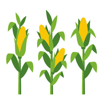 Stylized vector illustration of three green corn stalks