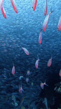 Large School of Yellowstripe Scad Near Coral Reef