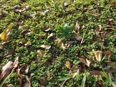 Close-up of Grona triflora (Desmodium triflorum) ground cover with dry fallen leaves, creating a natural, textured background.