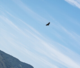 Obraz premium Griffon Vulture Soaring in Wispy Blue Sky