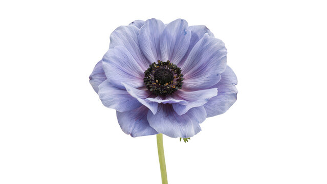 A single light blue anemone flower with delicate petals and a dark central stamen, studio shot isolated on a transparent background