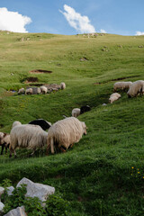 Fototapeta premium Sheep Grazing on Alpine Pasture in Summer Mountains