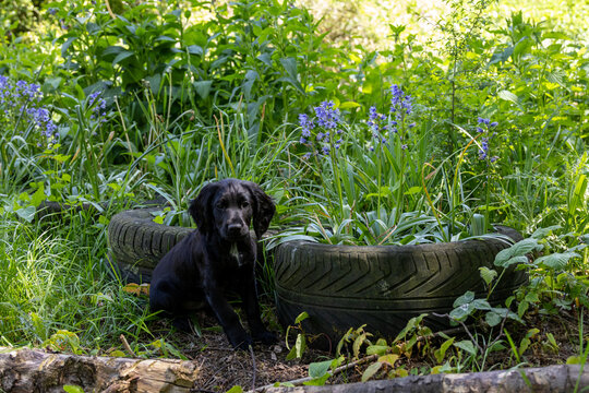 Puppy Black Cocker Spaniel