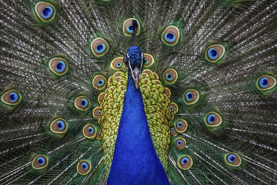 Indian peafowl (Pavo cristatus), peacock displaying, Berlin, Germany