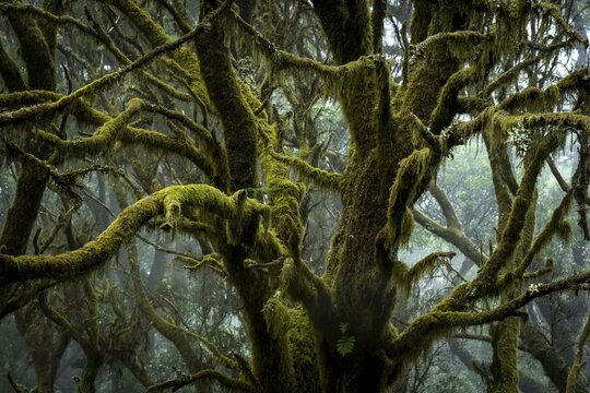 Moss-covered trees in laurel forest, Laurisilva, Monteverde, El Hierro, Canary Islands, Spain