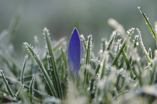 Crocus, February, Germany