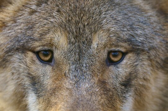 Wolf (Canis lupus), detail, close-up of wolf eyes and fur texture, Germany