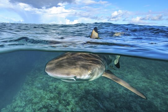Split shot half-and-half shot split shot, photo half above water half underwater with typical impression of shark fin fin of shark Shark fin can be seen on water surface, blacktip reef shark (Carcharhinus melanopterus) Blacktip reef shark swims below sea surface towards viewer, below reef top of tropical coral reef at the edge of up to 8850 m deep Yap Trench, Pacific Ocean, Yap Island, Yap State, Caroline Islands, FSM, Federated States of Micronesia, Australia, Oceania