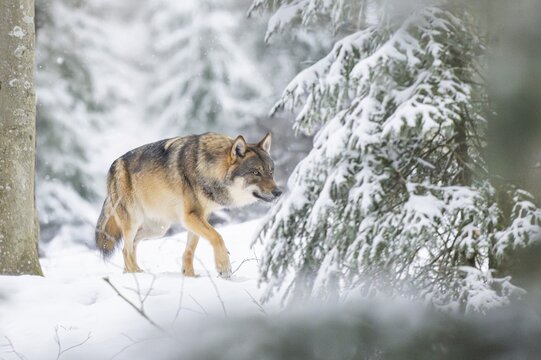 European gray wolf (Canis lupus lupus) walking in a forest in winter, snow, Bavaria, Germany
