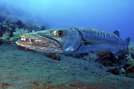 Underwater photo close-up of large specimen of Great barracuda (Sphyraena barracuda) predator has mouth slightly open showing teeth dentition, Pacific Ocean, Yap Island, Yap State, Caroline Islands, Federated States of Micronesia FSM, Australia, Oceania