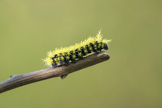 Close-up of a caterpillar of the species Leucanella viridescens with neon yellow spines as a deterrent, seen in a nature reserve in Buenos Aires, Argentina