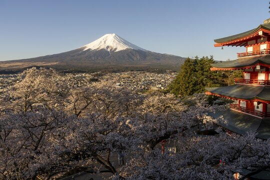View of Mount Fuji, with the Chureito Pagoda and blossoming cherry trees in the foreground, Fujiyoshida, Yamanashi Prefecture, Japan