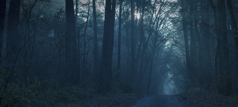 Mystical dark forest in shades of blue, fog, weak light, foggy, gloomy forest path, silence, frightening landscape, mood, hazy light, forest, path, light rays, peaceful, fog, glowing, mysterious, dim, haze, twilight, moonlight, moon, night, tall trees, shadow, autumn, scary, Halloween, lighting mood, darkness, creepy, nature, atmospheric, mystical, magical, season, symbol of horror, phobia, L&uuml;neburg district, Lower Saxony, Germany