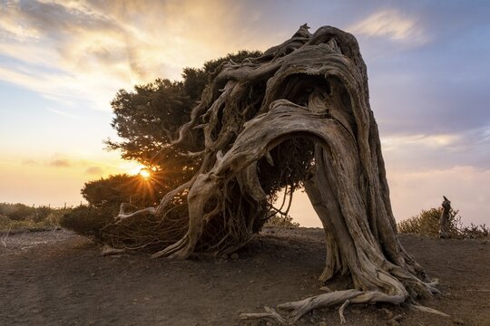 Juniper tree, at sunset, El Sabinar, El Hierro, Canary Islands, Spain