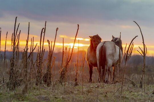 Two Konik horses, an ancient breed descended from Equus ferus ferus (Tarpan), stand in a meadow in front of a colourful sunset, D&uuml;mmer nature park Park, Lower Saxony, Germany