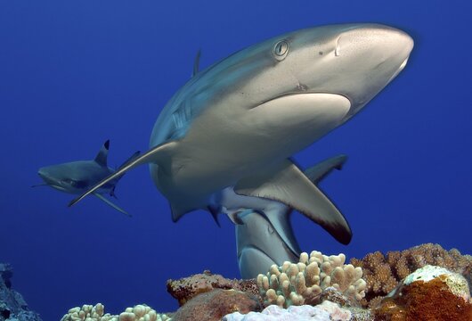 Underwater photo close-up of Grey reef shark (Carcharhinus amblyrhynchos) swimming over coral reef directly towards viewer, Pacific Ocean, Yap Island, Yap State, Caroline Islands, Federated States of Micronesia FSM, Australia, Oceania