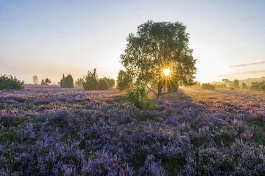 Heath landscape, flowering common heather (Calluna vulgaris), birch (Betula), at sunrise in the backlight, morning mist, L&uuml;neburg Heath, Lower Saxony, Germany