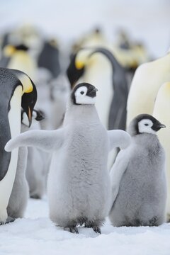 Emperor penguins (Aptenodytes forsteri), Chick Spreading Wings, Snow Hill Island, Antartic Peninsula, Antarctica