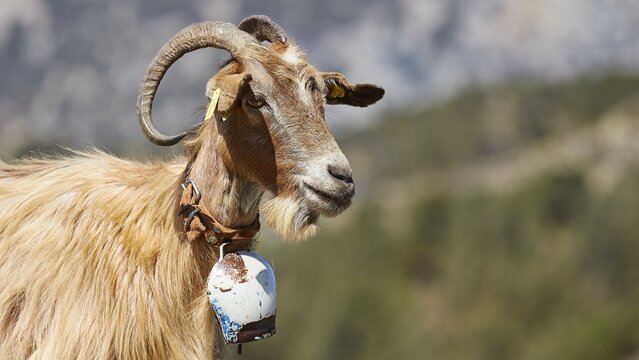 Brown goat with horns, relaxed in mountainous landscape, goat (s), free-range, central north of the island, mountains, Karpathos, Dodecanese, Greek Islands, Greece