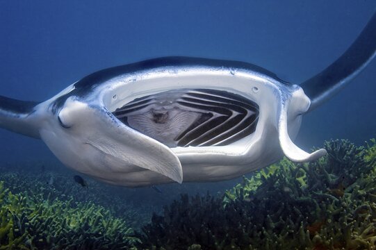 Underwater photo of giant ray manta (Manta alfredi) Reef manta plankton eater swimming with wide open mouth visible gill slits over coral reef with cleaning station, Pacific Ocean