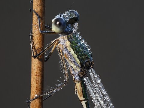 Emerald Damselfly (Lestes sponsa) sits on a rush stalk, the first rays of sunlight dry the wings, which are wetted by the morning dew, North Rhine-Westphalia, Germany