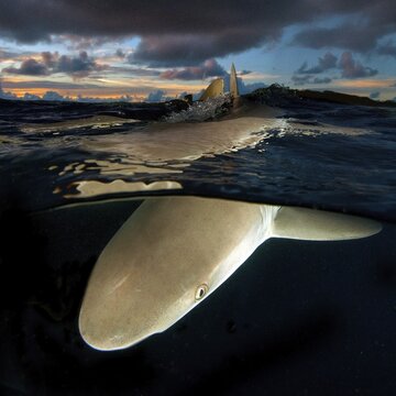 Underwater photo split shot half-and-half shot at sea surface water surface of Grey reef shark (Carcharhinus amblyrhynchos) is hunting for prey after sunset during twilight with evening sky, over-under photo, split-shot split, Pacific Ocean