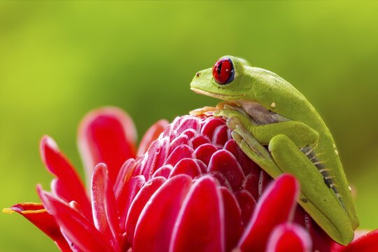 Red-eyed tree frog (Agalychnis callidryas), frogs (Rana), Costa Rica