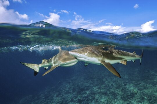 Half-and-half shot half and half shot split shot of group of blacktip reef sharks (Carcharhinus amblyrhynchos) swimming blacktip reef shark swimming just below sea surface water surface with waves, coral reef below, Pacific Ocean