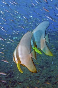 Underwater photo pair of semiadult roundhead batfish (Platax orbicularis) behind school of small fish, Andaman Sea, Indian Ocean, Thailand