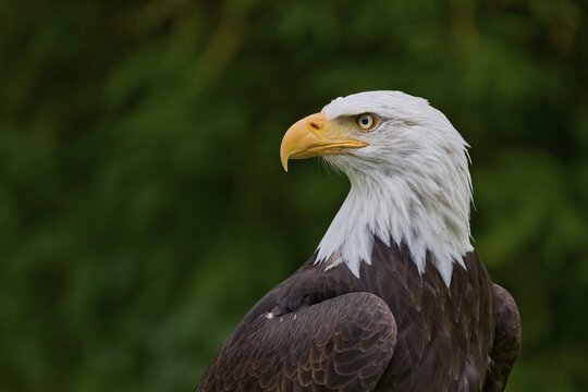 Bald eagle (Haliaeetus leucocephalus) captive, Lower Saxony, Germany
