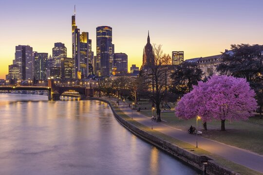 The trees on the banks of the Main in Frankfurt are in full bloom in spring in front of the bank skyline, Mainufer, Frankfurt am Main, Hesse, Germany