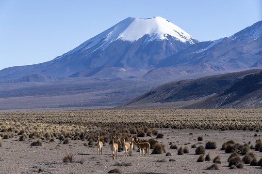 Vicu&ntilde;as (Vicugna vicugna) in the foreground in front of the snow-covered volcano Parinacota, Sajama National Park, Puna vegetation, Curahuara de Carangas, Departamento Oruro, Bolivia