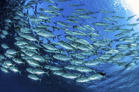 Underwater photo Shoal of bigeye mackerel (Caranx sexfasciatus) forming gyre swimming in blue sea in blue water, Indian Ocean, Indo-Pacific, Tulamben, Bali, Indonesia
