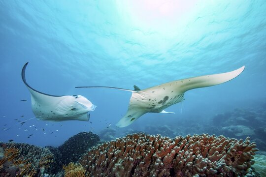 Underwater photo of two specimens of reef manta rays (Mobula alfredi) living close to shore Synonym reef manta ray common name devil ray swimming circling over cleaning station in shallow tropical coral reef with reef-building hard corals (Scleractinia) stony corals, tropical seas, Pacific, Yap Island, Yap State, Caroline Islands, FSM, Federated States of Micronesia, Australia, Oceania