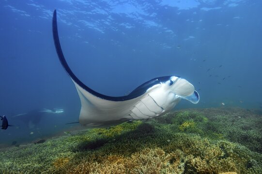 Underwater photo of manta rays (Mobula alfredi) Riffmanta Manta swims in floating over cleaner station in shallow coral reef of reef-forming hard corals (Scleractinia), Pacific