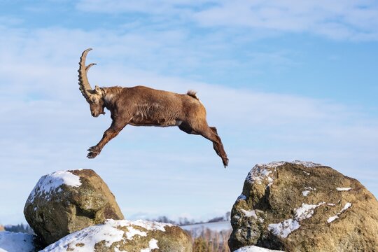 A male ibex (Capra ibex) jumps from rock to rock. Morning light against a blue sky with clouds. Carinthia, Austria