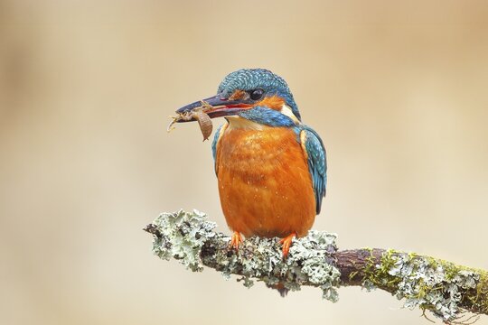 Kingfisher (Alcedo atthis), female sitting on a branch with captured dragonfly larva, wildlife, nature photography, waterfowl, Siegerland, North Rhine-Westphalia, Germany