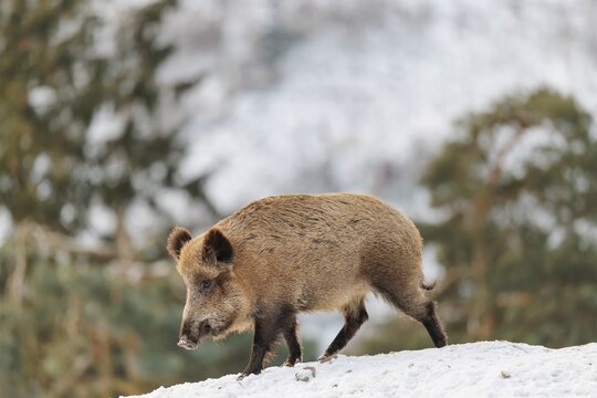 A wild boar (Sus scrofa) searches for food on a snow-covered hill. A forest can be seen in the background. Bavaria, Germany