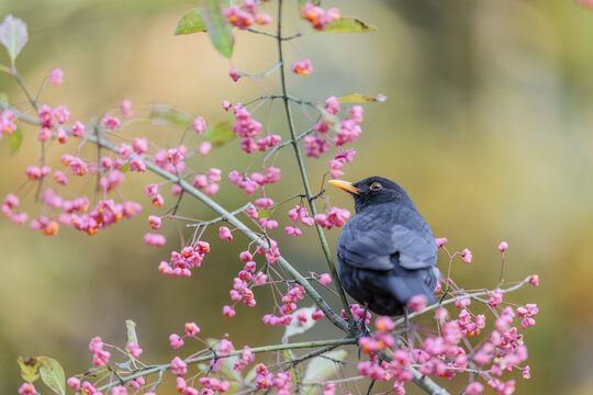 A common blackbird (Turdus merula) sits in a European spindle tree (Euonymus europaeus), and eats the fruit