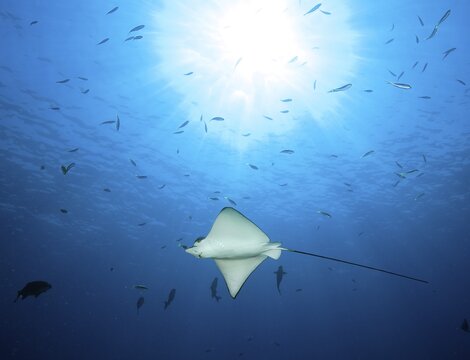 Backlight view of spotted eagle ray (Aetobatus ocellatus) swimming through blue sea open sea, Indian Ocean