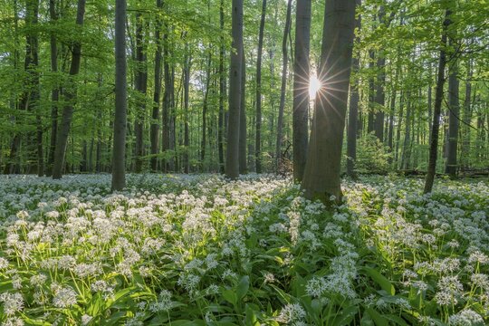 Near-natural deciduous forest with flowering wild garlic (Allium ursinum), sun star, Hainich National Park, Thuringia, Germany