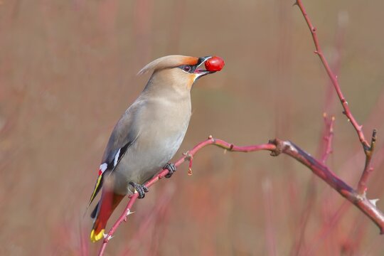 Waxwing (Bombycilla garrulus) sitting on a branch, eating a rose hip (Rosa canina), wildlife, nature photography, migratory bird, winter visitor, invader, Wolfskehlen, Gro&szlig; Gerau, Hesse, Germany