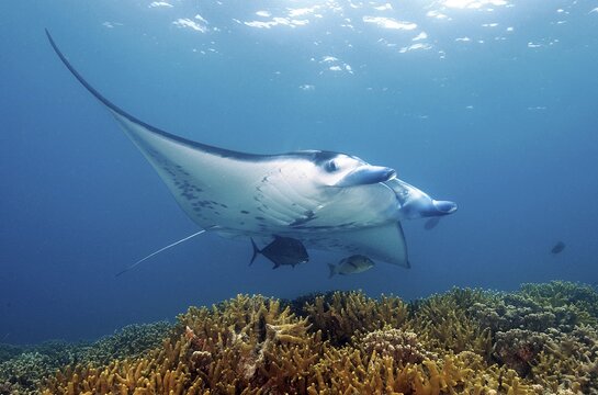 Underwater photo of reef manta (Manta alfredi) Manta, devil ray, winged ray, plankton eater, hovering over cleaning station over coral reef corals stony corals (Scleractina) hard corals staghorn corals (Acropora) in shallow water of lagoon, Pacific, Indo-Pacific, Yap Island, Yap State, Caroline Islands, FSM, Federated States of Micronesia, Australia
