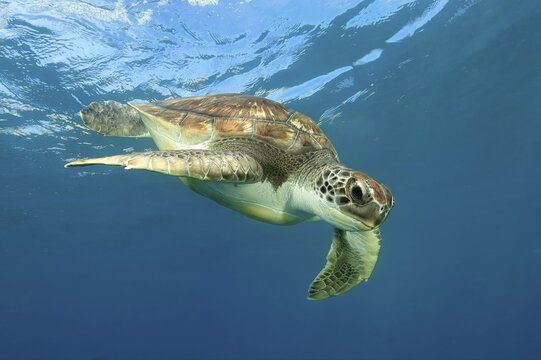 Unterwasserfoto von junge Gr&uuml;ne Schildkr&ouml;te (Chelonia mydas) Suppenschildkr&ouml;te schwimmt in blaues Meer, Ostatlantik, Kanarische Inseln, Spanien