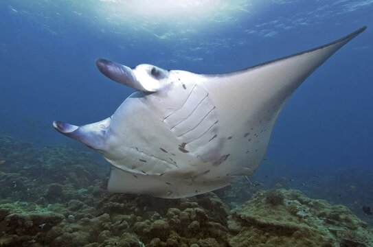 Unterwasserfoto von gro&szlig;er Teufelsrochen (Mobula birostris) Synonym Manta Mantarochen schwimmt an Putzerstation, Indischer Ozean, Malediven