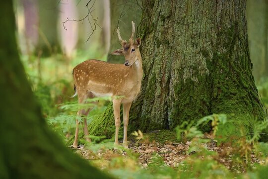 A bourgeois stands hesitantly in front of a large tree in the forest, fallow deer (Dama dama), Germany